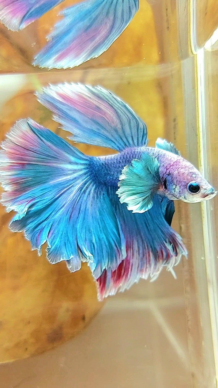 HALFMOON DUMBO EAR BLUE GRIZZLE RED WASH BETTA FISH