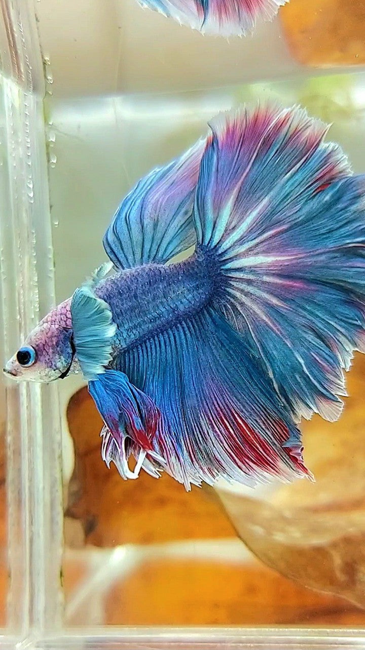 HALFMOON DUMBO EAR BLUE GRIZZLE RED WASH BETTA FISH