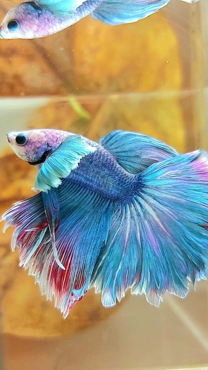 HALFMOON DUMBO EAR BLUE GRIZZLE RED WASH BETTA FISH