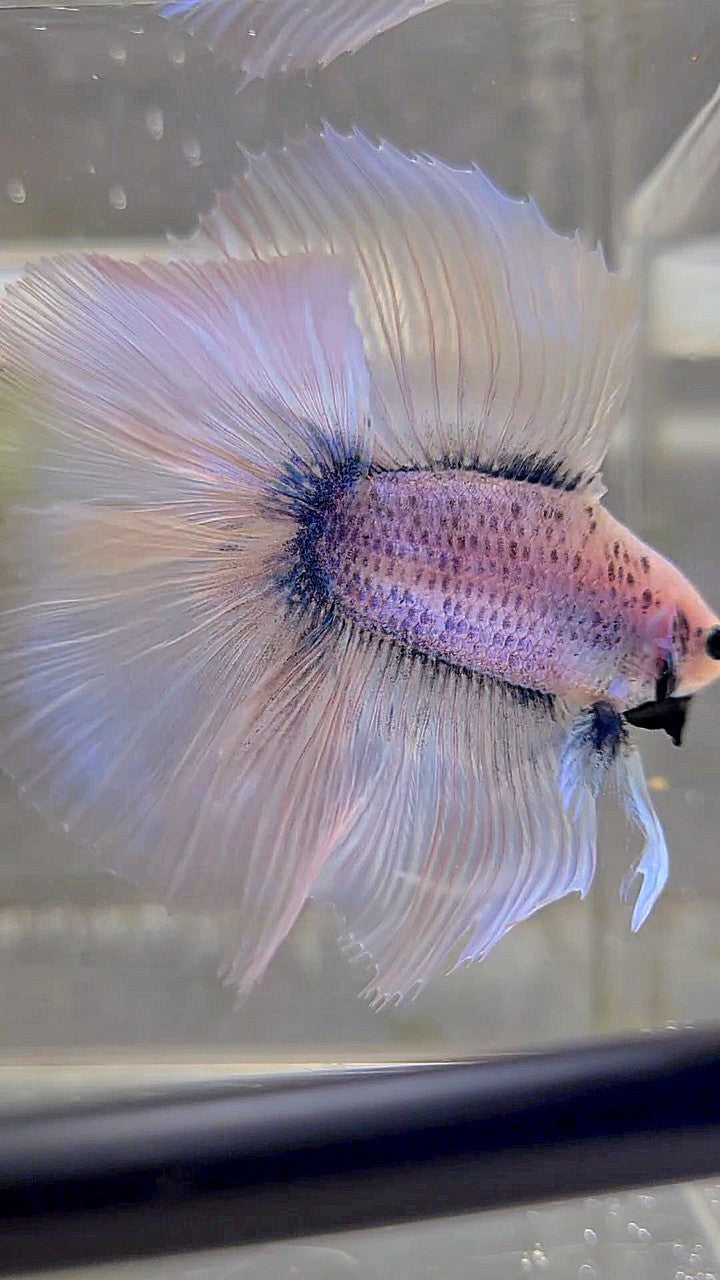 XL HALFMOON ÜBER DOPPELSCHWANZ BLAUER GRIZZLE-BETTA-FISCH