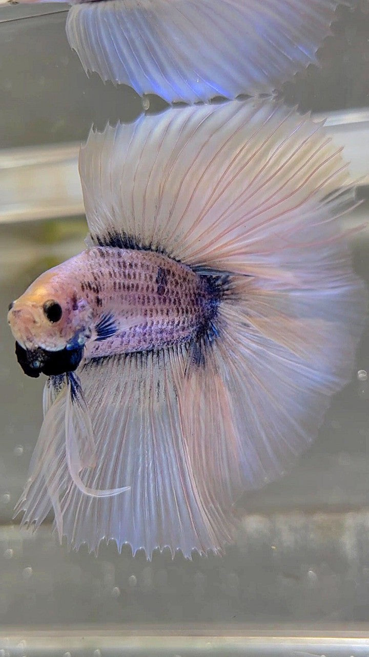 XL HALFMOON ÜBER DOPPELSCHWANZ BLAUER GRIZZLE-BETTA-FISCH