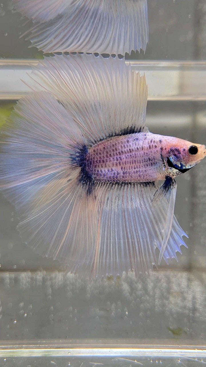 XL HALFMOON ÜBER DOPPELSCHWANZ BLAUER GRIZZLE-BETTA-FISCH