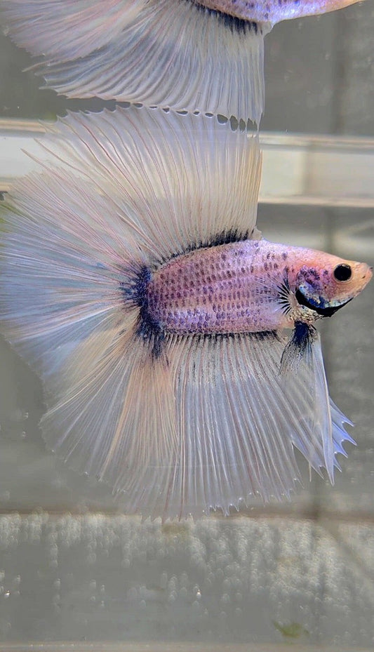 XL HALFMOON ÜBER DOPPELSCHWANZ BLAUER GRIZZLE-BETTA-FISCH