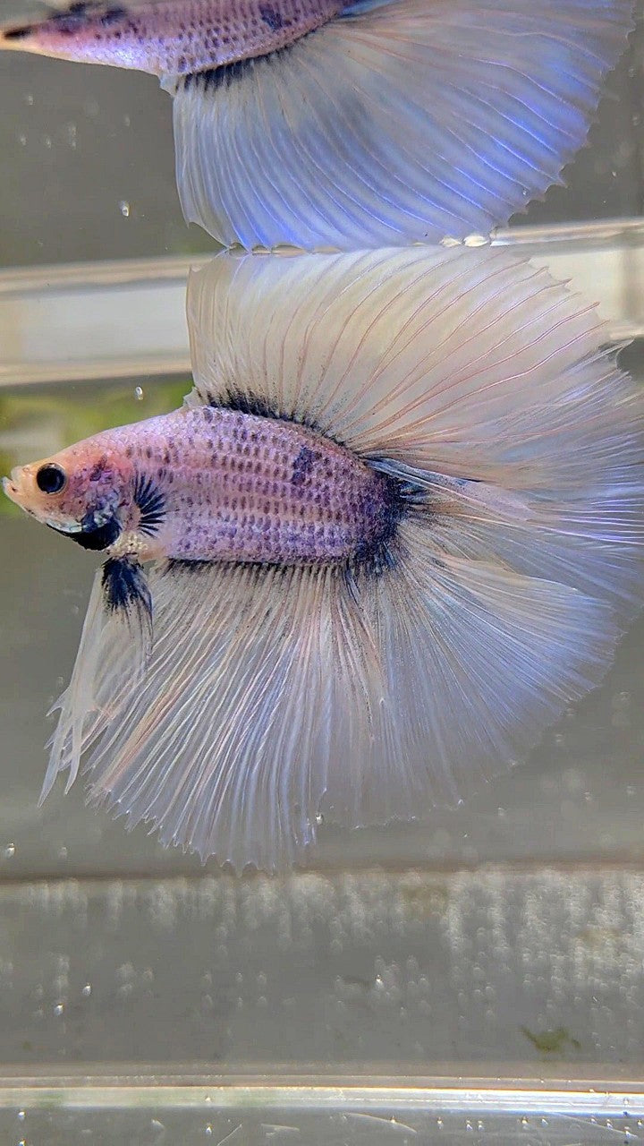 XL HALFMOON ÜBER DOPPELSCHWANZ BLAUER GRIZZLE-BETTA-FISCH