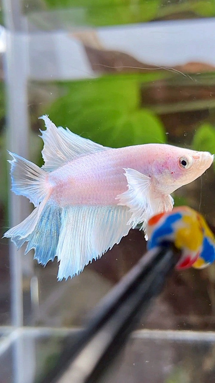 FEMALE HALFMOON DUMBO EAR DOUBLE TAIL WHITE UNICORN BETTA FISH
