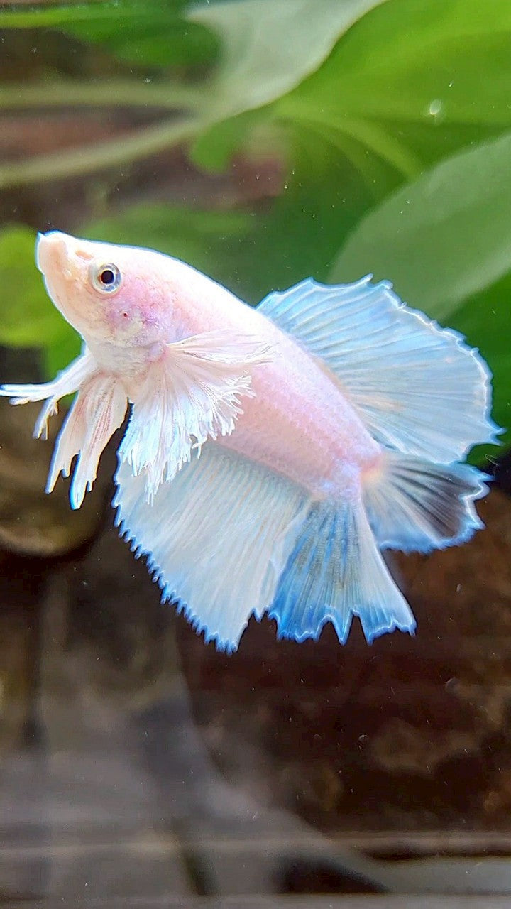 FEMALE HALFMOON DUMBO EAR DOUBLE TAIL WHITE UNICORN BETTA FISH