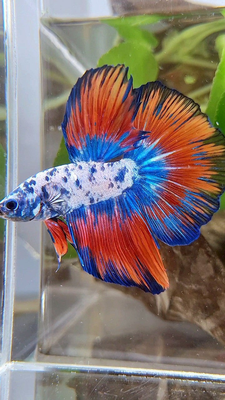 LUXURY HALFMOON ROSETAIL SUPER DOTS BLUE VAMPIRE PATTERN BETTA FISH