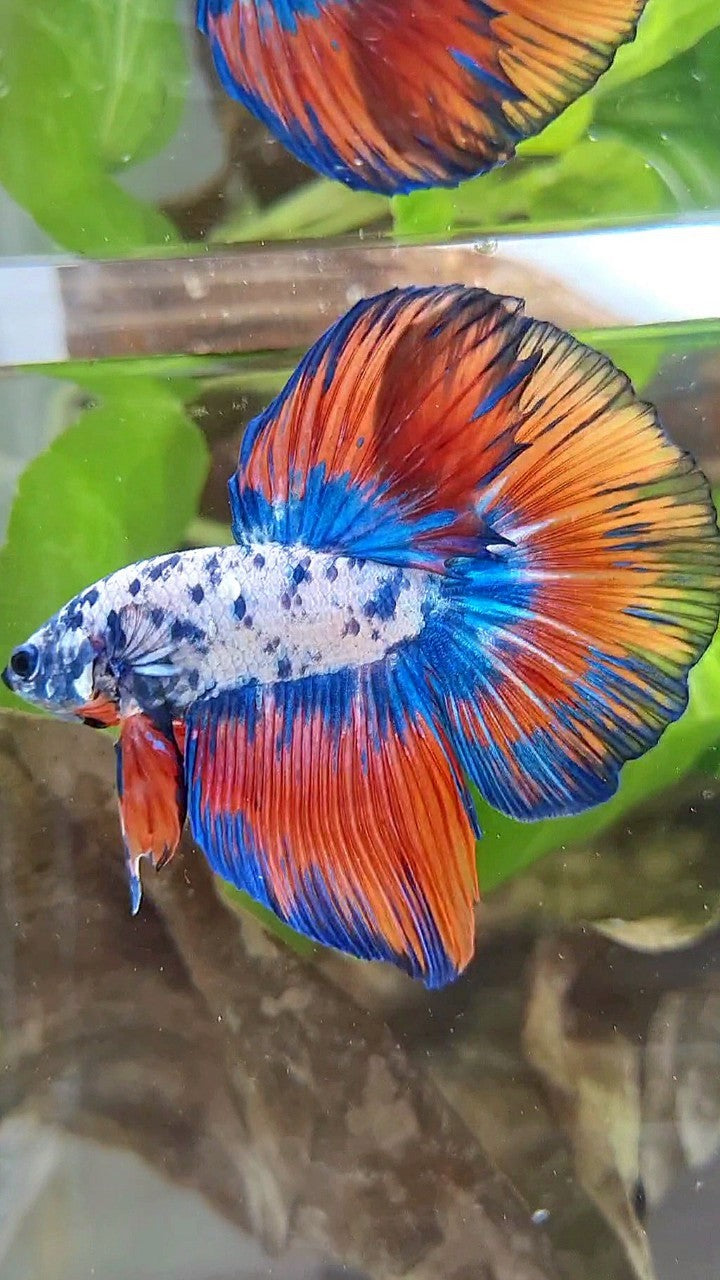 LUXURY HALFMOON ROSETAIL SUPER DOTS BLUE VAMPIRE PATTERN BETTA FISH