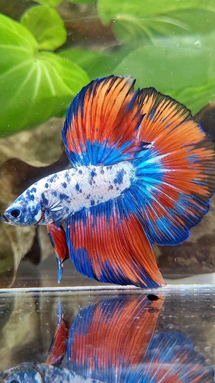 LUXURY HALFMOON ROSETAIL SUPER DOTS BLUE VAMPIRE PATTERN BETTA FISH
