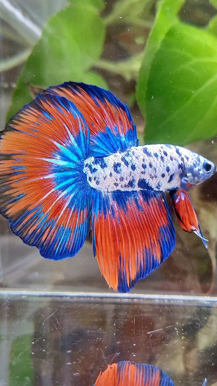 LUXURY HALFMOON ROSETAIL SUPER DOTS BLUE VAMPIRE PATTERN BETTA FISH
