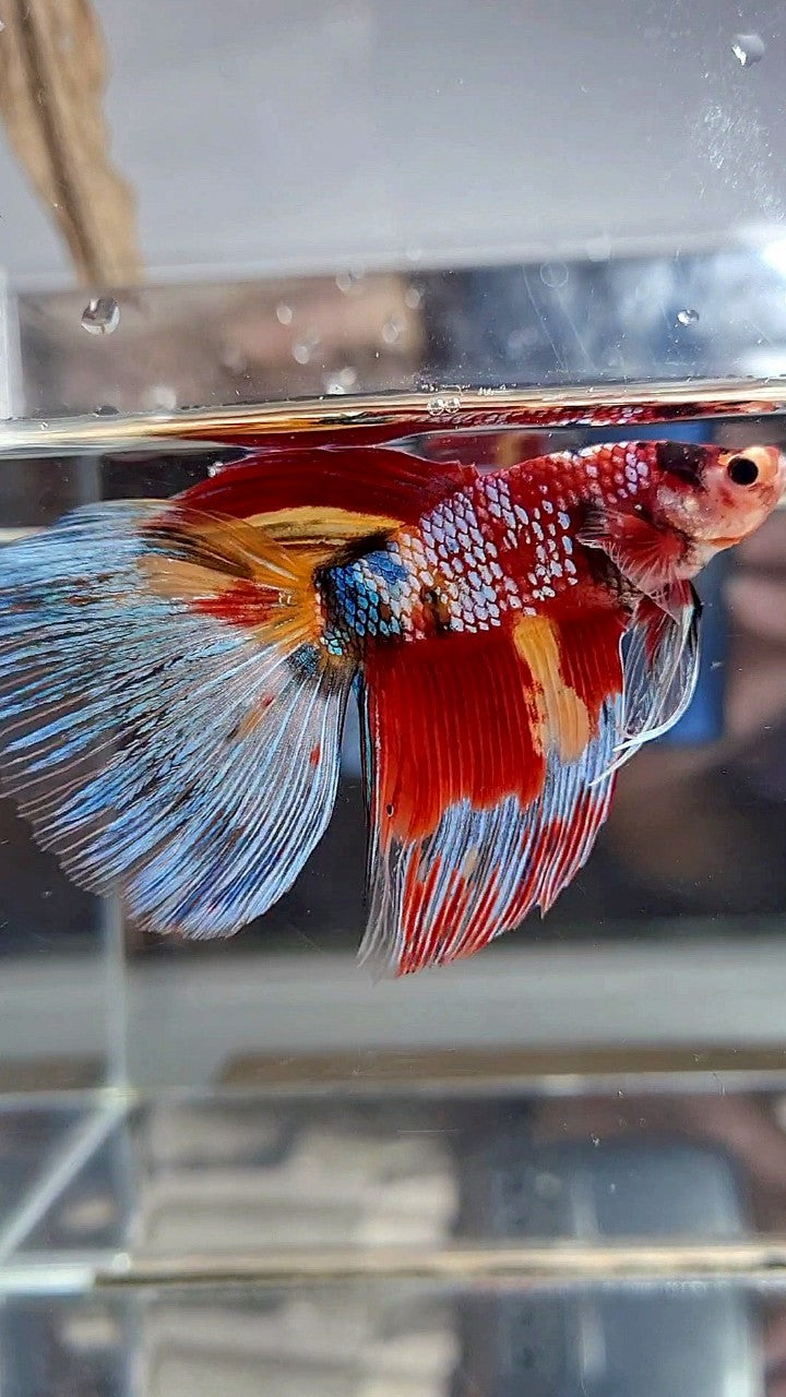 GIANT HALFMOON TOTAL 7,5CM+ SUPER MULTICOLOR METTALIC BETTA FISH