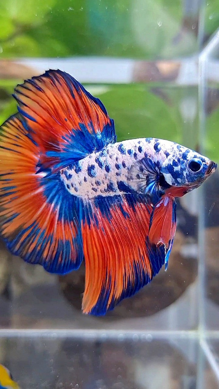 LUXURY HALFMOON ROSETAIL SUPER DOTS BLUE VAMPIRE PATTERN BETTA FISH