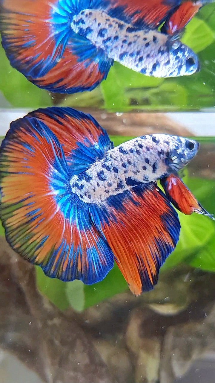 LUXURY HALFMOON ROSETAIL SUPER DOTS BLUE VAMPIRE PATTERN BETTA FISH