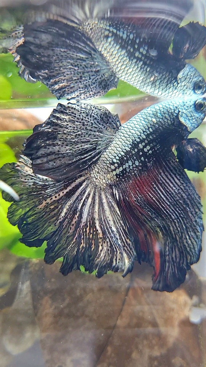 XL HALFMOON ROSETAIL BLACK COPPER SAMURAI BETTA FISH
