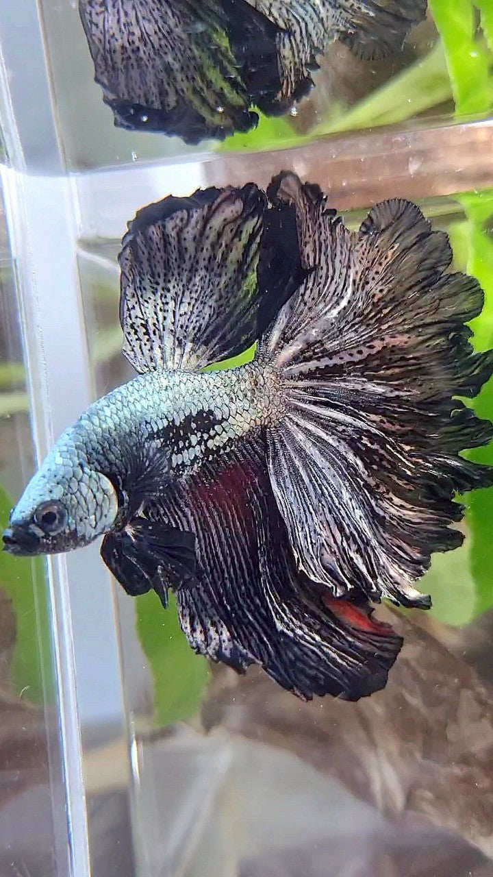 XL HALFMOON ROSETAIL BLACK COPPER SAMURAI BETTA FISH