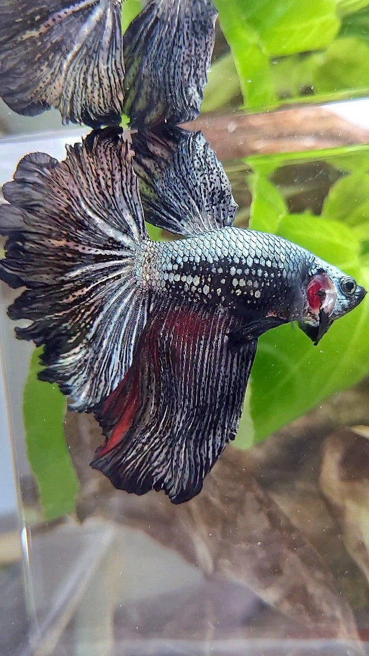 XL HALFMOON ROSETAIL BLACK COPPER SAMURAI BETTA FISH