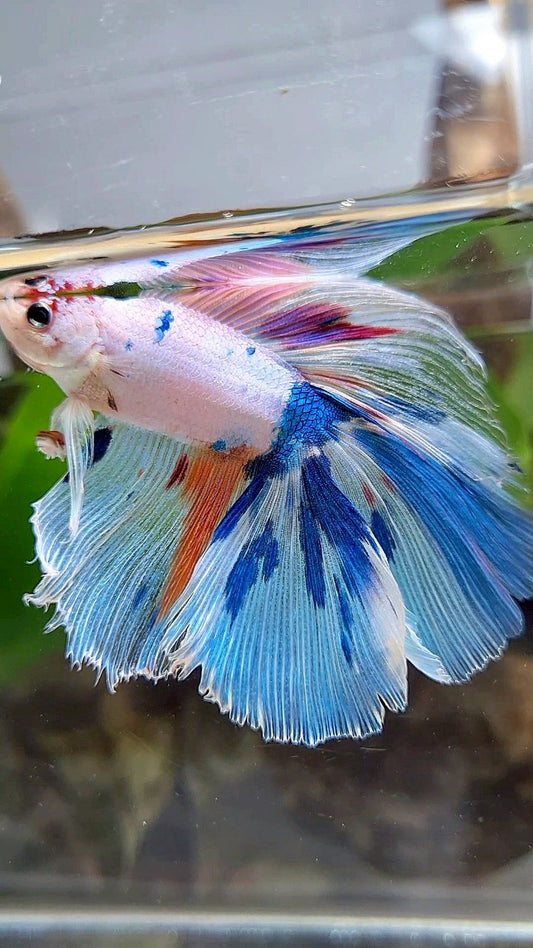 XL HALFMOON DOUBLE TAIL WHITE CANDY MULTICOLOR BETTA FISH