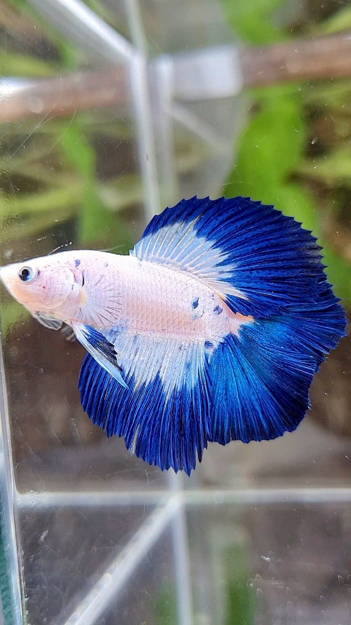 LUXURY HALFMOON DOUBLE TAIL BLUE RIM MARBLE BETTA FISH