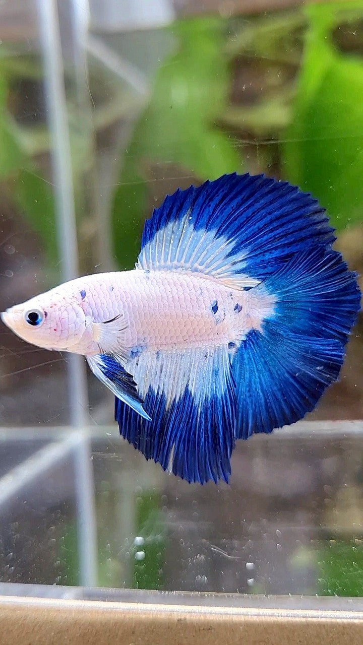LUXURY HALFMOON DOUBLE TAIL BLUE RIM MARBLE BETTA FISH