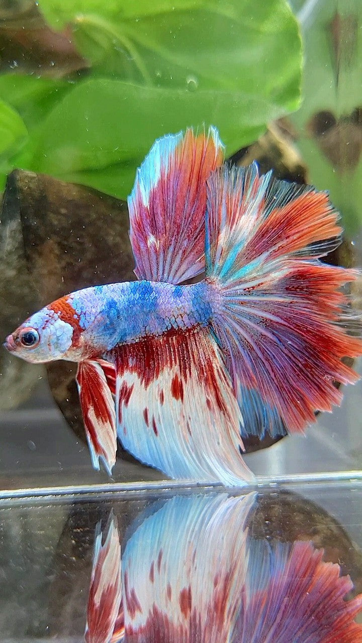 HALFMOON ROSETAIL BARONGSAI RED FANCY WHITE MULTICOLOR BETTA FISH