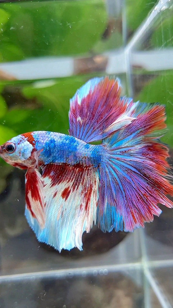 HALFMOON ROSETAIL BARONGSAI RED FANCY WHITE MULTICOLOR BETTA FISH