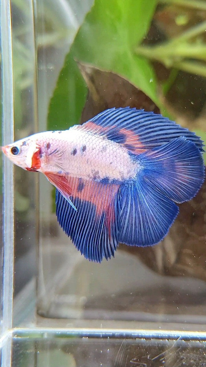 HALFMOON DOUBLE TAIL BLUE RIM FLAMINGGO MARBLE BETTA FISH