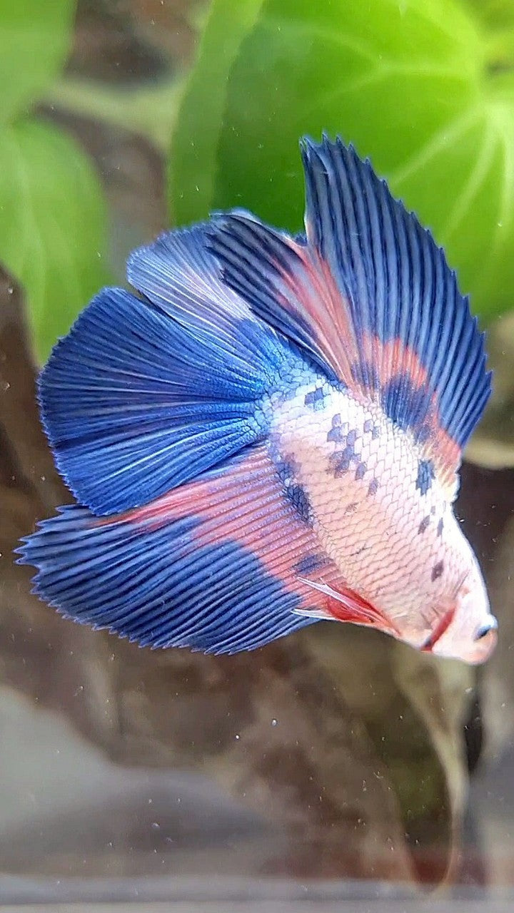 HALFMOON DOUBLE TAIL BLUE RIM FLAMINGGO MARBLE BETTA FISH