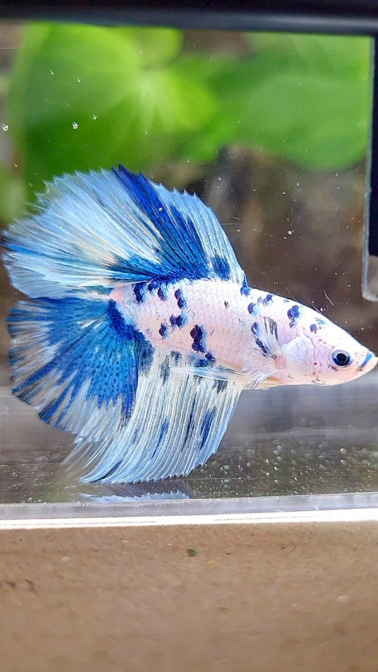 HALFMOON DOUBLE TAIL WHITE SUPER DOTS BLUE MARBLE BETTA FISH