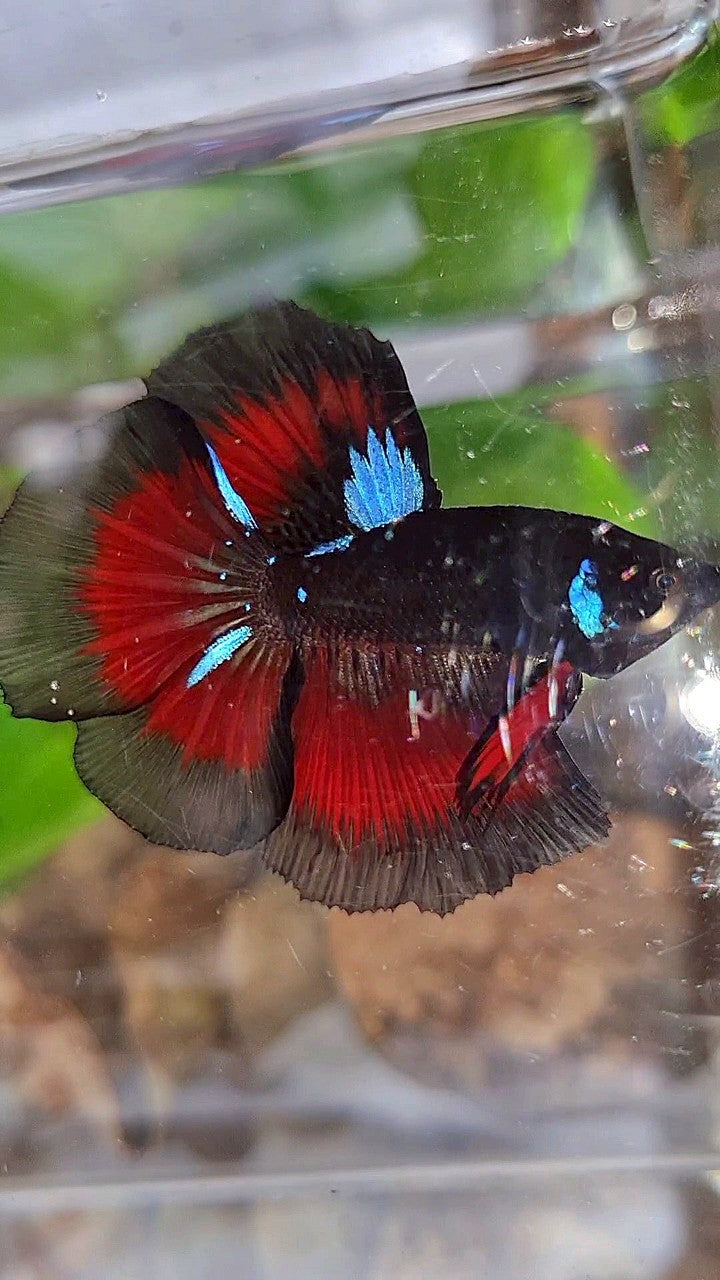 HALFMOON ROSETAIL BLACK GALAXY BLUE AVATAR VAMPIRE RED BETTA FISH