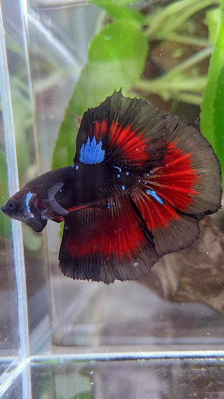 HALFMOON ROSETAIL BLACK GALAXY BLUE AVATAR VAMPIRE RED BETTA FISH