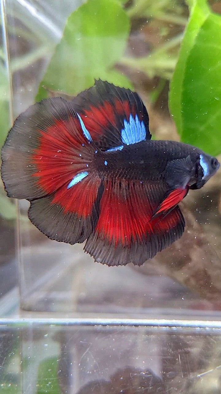 HALFMOON ROSETAIL BLACK GALAXY BLUE AVATAR VAMPIRE RED BETTA FISH