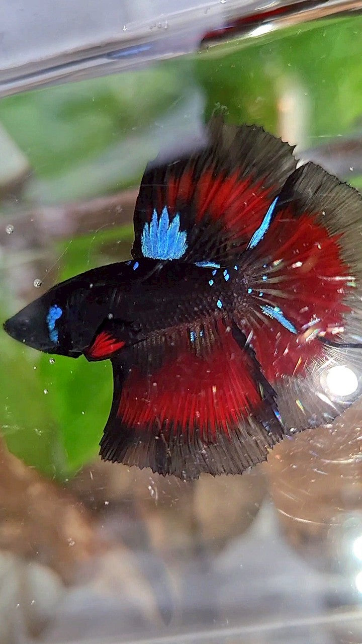 HALFMOON ROSETAIL BLACK GALAXY BLUE AVATAR VAMPIRE RED BETTA FISH
