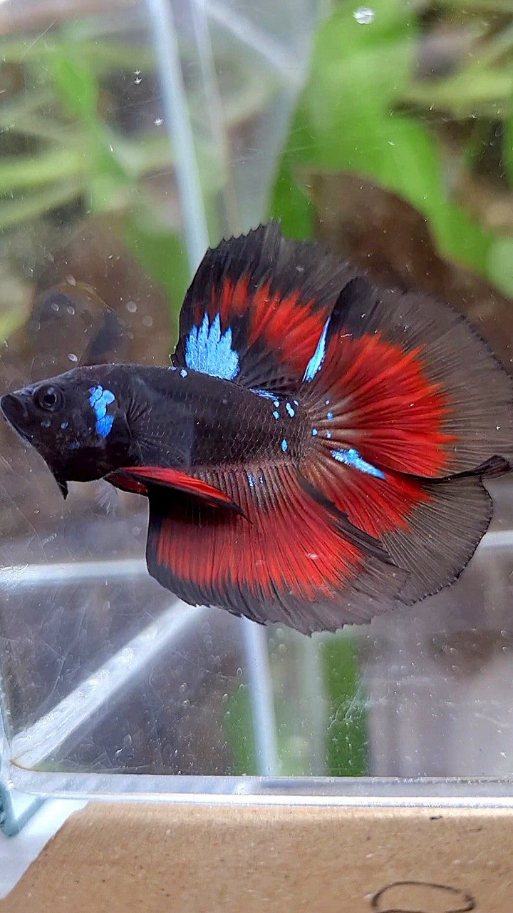 HALFMOON ROSETAIL BLACK GALAXY BLUE AVATAR VAMPIRE RED BETTA FISH