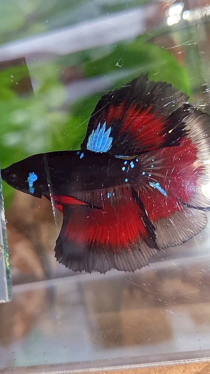 HALFMOON ROSETAIL BLACK GALAXY BLUE AVATAR VAMPIRE RED BETTA FISH
