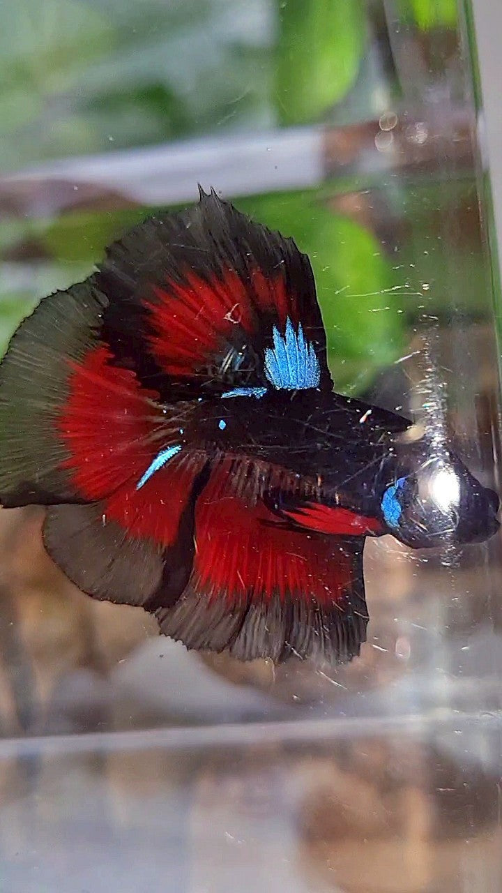 HALFMOON ROSETAIL BLACK GALAXY BLUE AVATAR VAMPIRE RED BETTA FISH