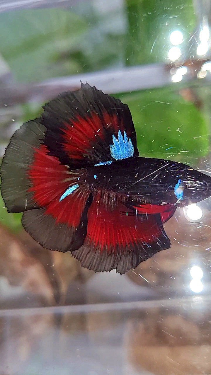 HALFMOON ROSETAIL BLACK GALAXY BLUE AVATAR VAMPIRE RED BETTA FISH