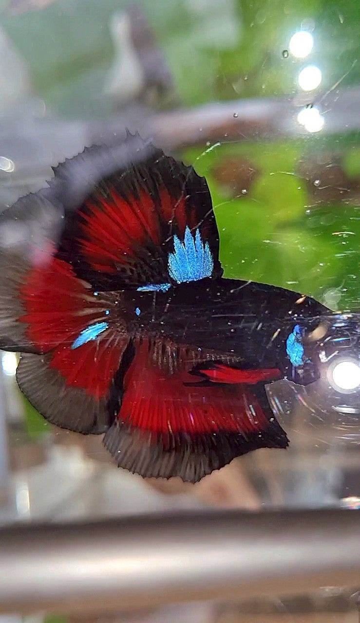 HALFMOON ROSETAIL BLACK GALAXY BLUE AVATAR VAMPIRE RED BETTA FISH