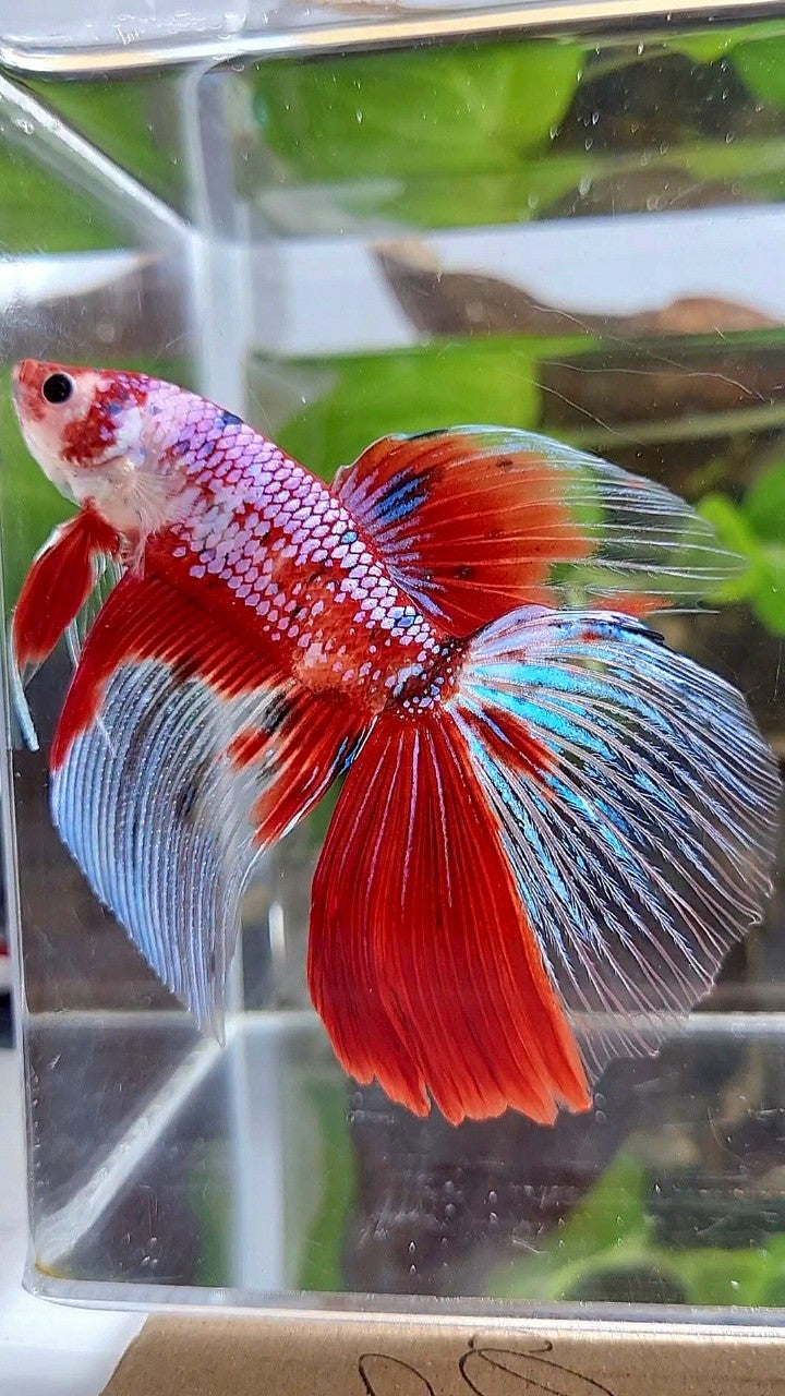 LUXURY GIANT HALFMOON TOTAL 8,5CM+ RED FANCY WHITE MULTICOLOR BETTA FISH