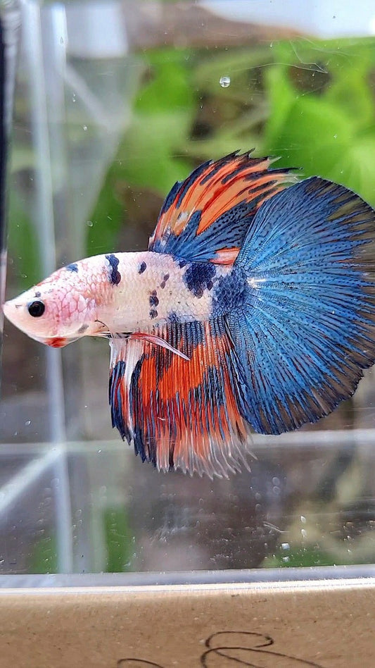 HALFMOON BLUE DOTS RED WASH MARBLE BETTA FISH
