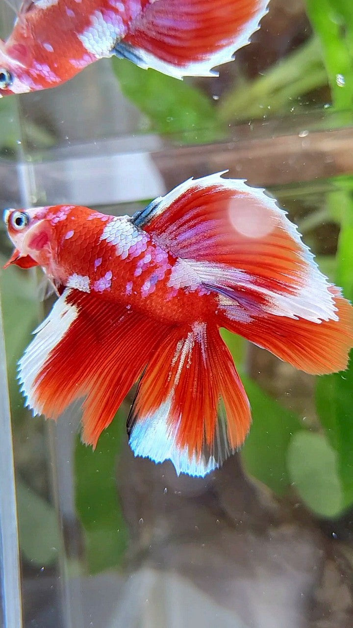 LUXURY HALFMOON DOUBLE TAIL BARONGSAI RED WHITE GALAXY MULTICOLOR BETTA FISH