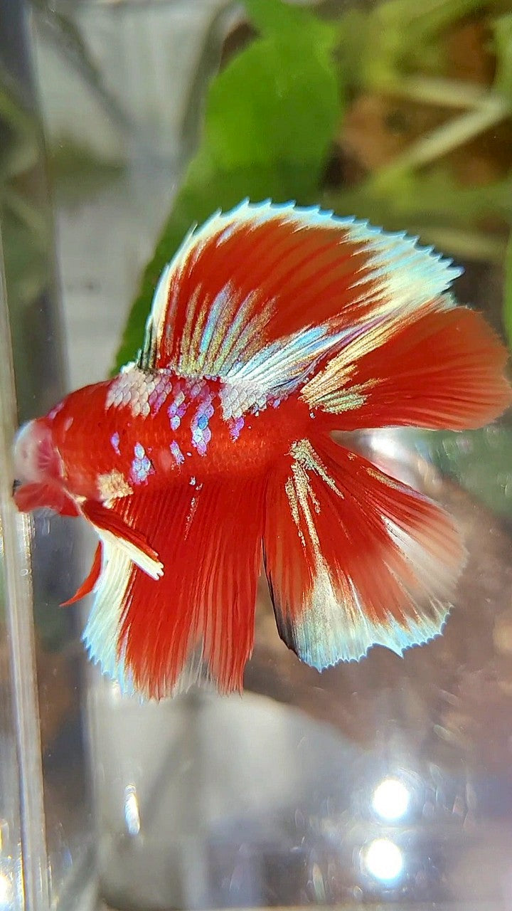 LUXURY HALFMOON DOUBLE TAIL BARONGSAI RED WHITE GALAXY MULTICOLOR BETTA FISH