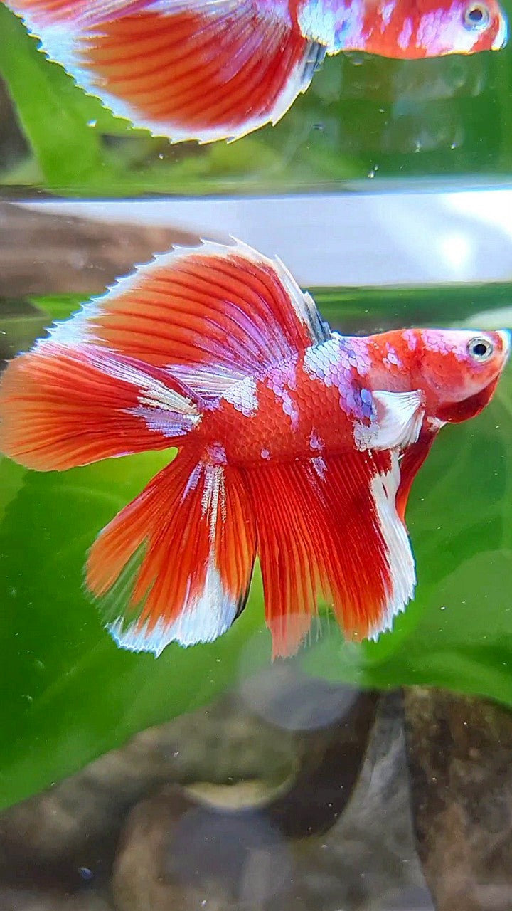 LUXURY HALFMOON DOUBLE TAIL BARONGSAI RED WHITE GALAXY MULTICOLOR BETTA FISH