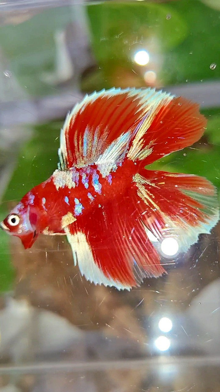 LUXURY HALFMOON DOUBLE TAIL BARONGSAI RED WHITE GALAXY MULTICOLOR BETTA FISH