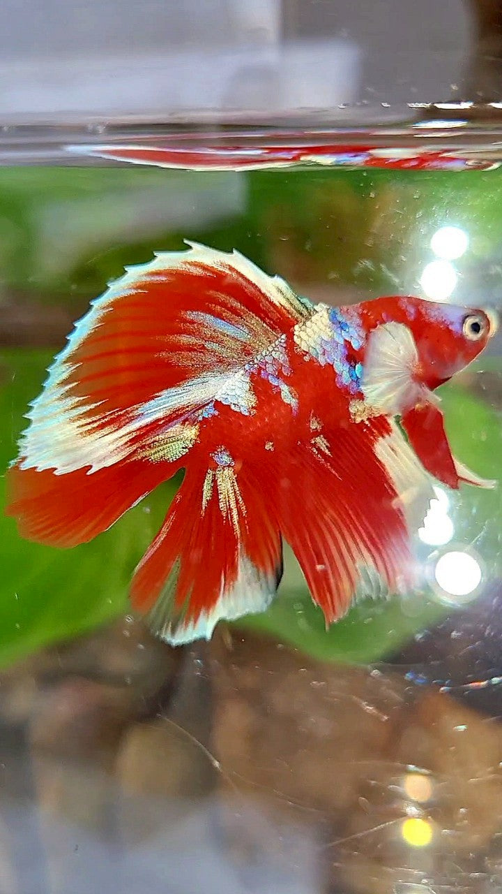 LUXURY HALFMOON DOUBLE TAIL BARONGSAI RED WHITE GALAXY MULTICOLOR BETTA FISH