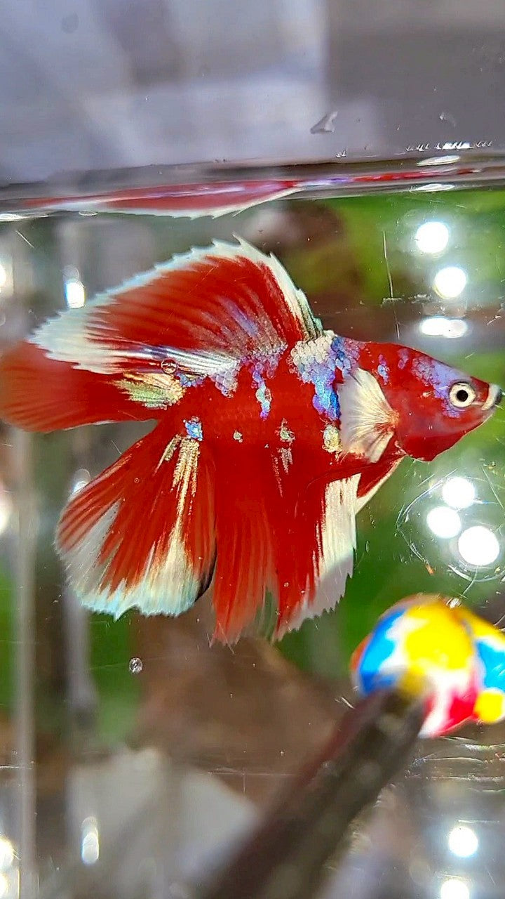 LUXURY HALFMOON DOUBLE TAIL BARONGSAI RED WHITE GALAXY MULTICOLOR BETTA FISH