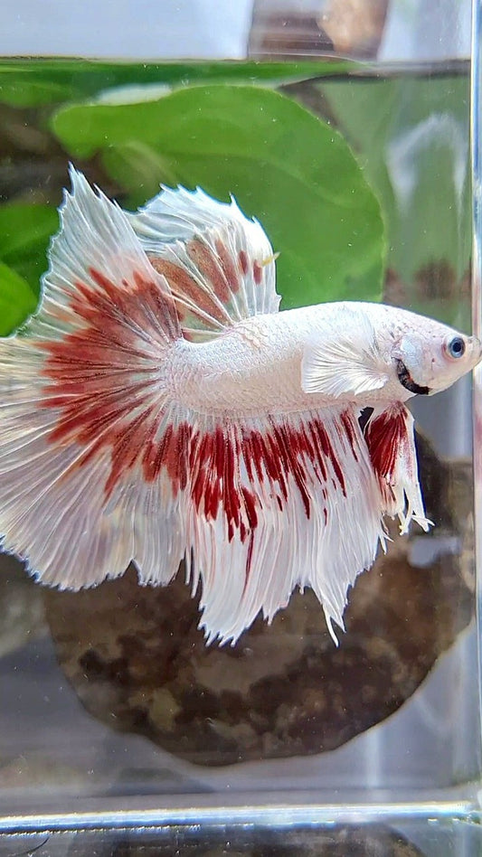 HALFMOON DUMBO EAR WHITE DRAGON RED PATTERN BETTA FISH