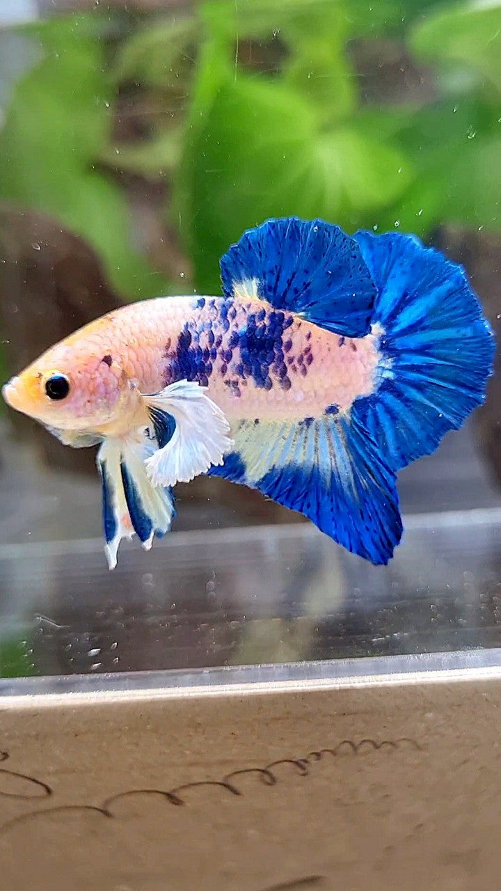 PLAKAT DUMBO EAR BLUE RIM MARBLE BETTA FISH