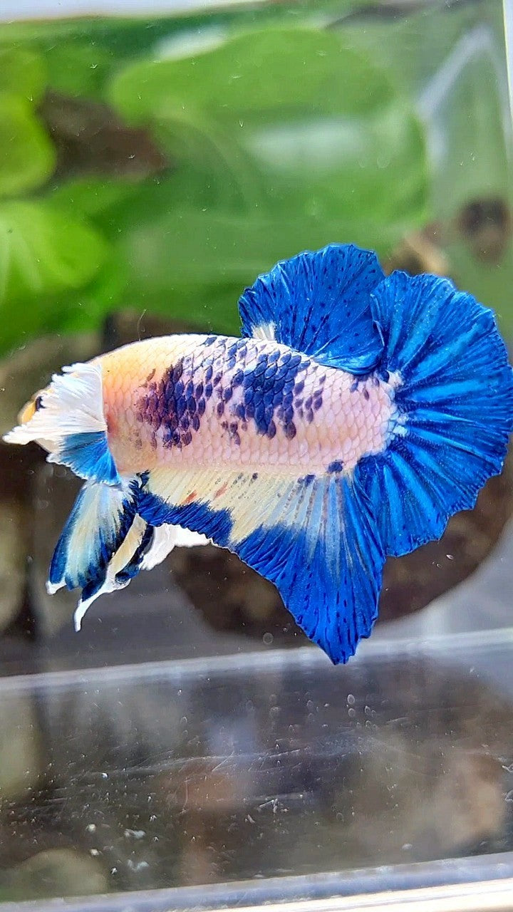 PLAKAT DUMBO EAR BLUE RIM MARBLE BETTA FISH