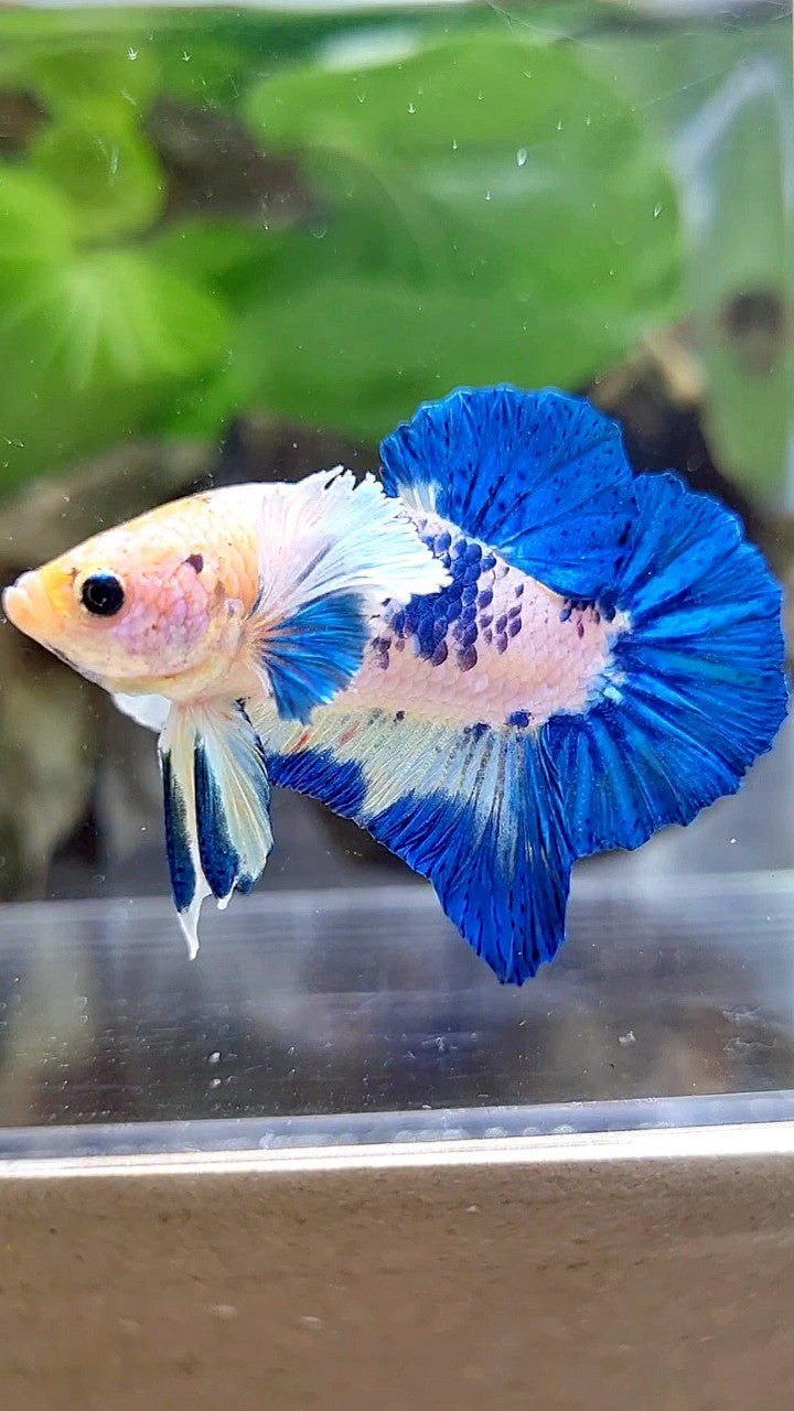 PLAKAT DUMBO EAR BLUE RIM MARBLE BETTA FISH