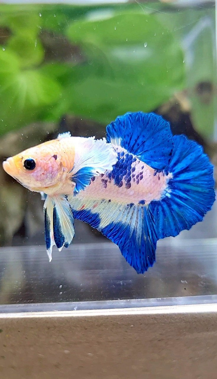 PLAKAT DUMBO EAR BLUE RIM MARBLE BETTA FISH